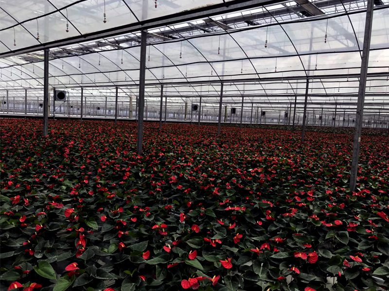 Nongqing Horticultural Technology Constant Temperature Greenhouse Project