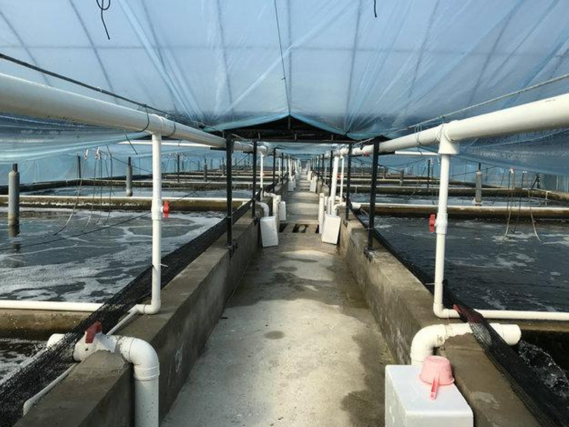 South American prawn marine aquaculture refrigeration and constant temperature project