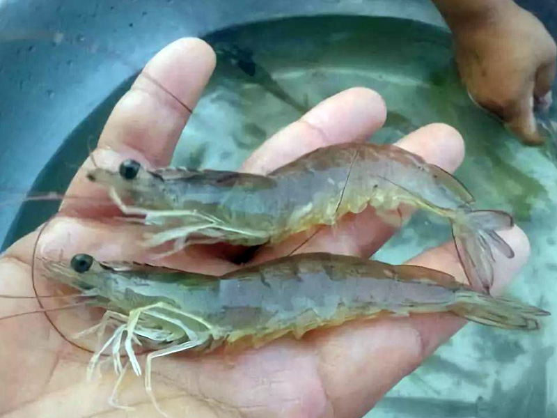 South American prawn marine aquaculture refrigeration and constant temperature project