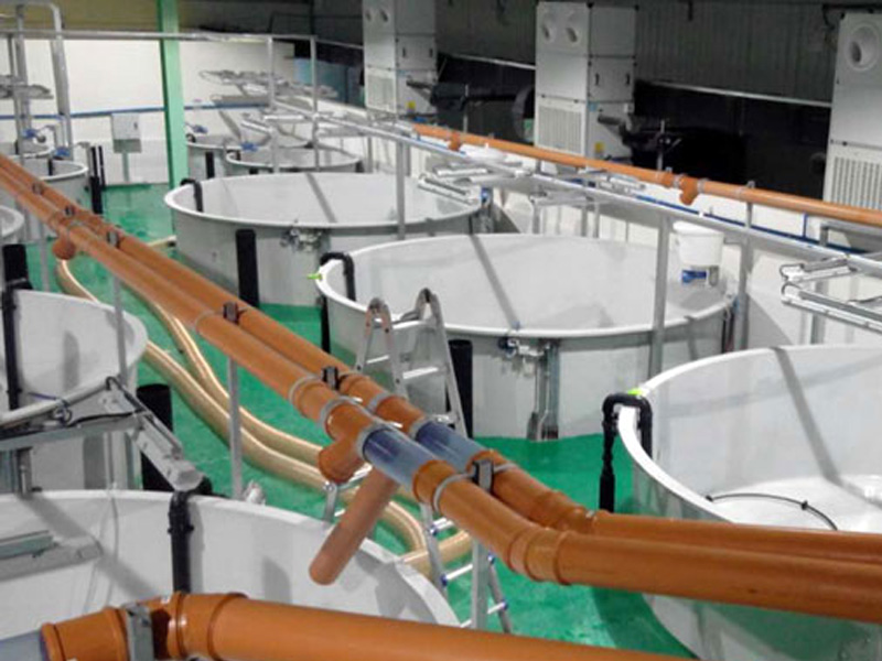 Low temperature heat pump central heating project for salmon farms
