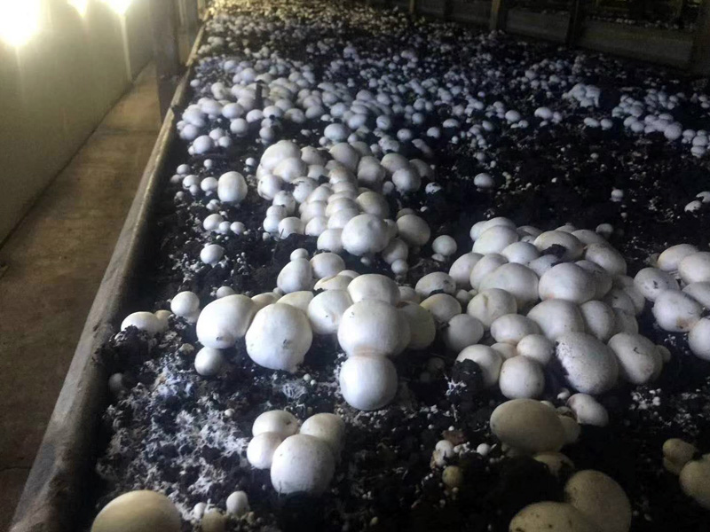 Annual output of 50,000 tons of constant temperature and humidity mushroom house project