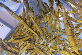 How to use a dryer to dry wild dendrobium?